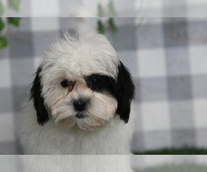 Shih-Poo Puppy for sale in MARIETTA, GA, USA