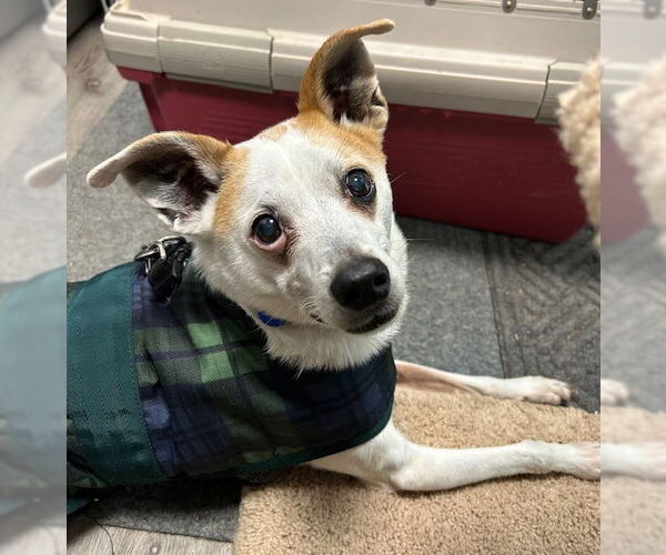 Medium Photo #1 Rat Terrier-Unknown Mix Puppy For Sale in Stanhope, NJ, USA