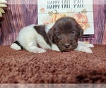 Small Photo #3 Goldendoodle Puppy For Sale in COLORADO SPRINGS, CO, USA