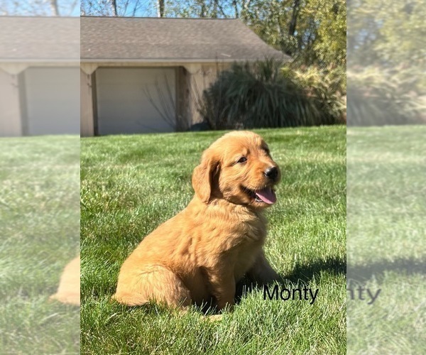 Medium Photo #1 Golden Retriever Puppy For Sale in FREDERICKSBG, OH, USA