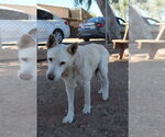 Small #2 Mutt