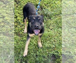 Rottweiler-Unknown Mix Dogs for adoption in Fort Lauderdale, FL, USA