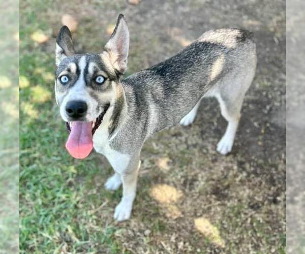 Medium Photo #1 Siberian Husky-Unknown Mix Puppy For Sale in Riverside, CA, USA