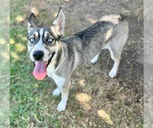 Siberian Husky-Unknown Mix Dogs for adoption in Riverside, CA, USA