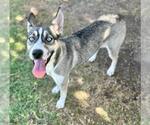 Small Siberian Husky Mix