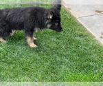 Small #38 German Shepherd Dog