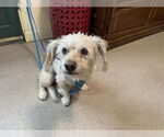 Small Poodle (Miniature) Mix