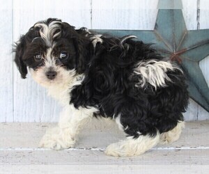 Cock-A-Poo Puppy for sale in FREDERICKSBURG, OH, USA
