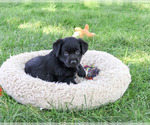 Mowgli - Male Labrador Retriever Puppy for Sale - Photo #6