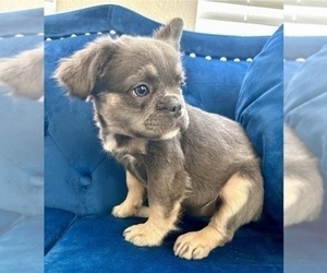 French Bulldog Puppy for sale in ATLANTA, GA, USA