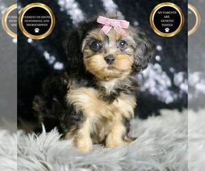 Medium YorkiePoo
