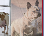 Small Photo #1 Faux Frenchbo Bulldog Puppy For Sale in GOSHEN, IN, USA