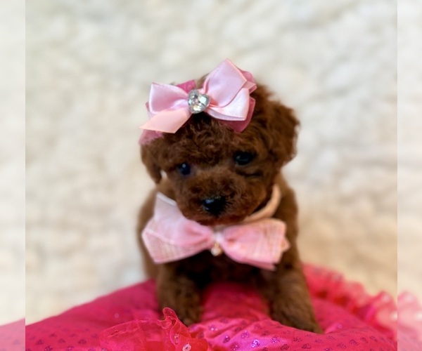 Medium Photo #1 Poodle (Toy) Puppy For Sale in REDLANDS, CA, USA