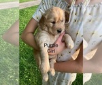 Small #9 Golden Retriever