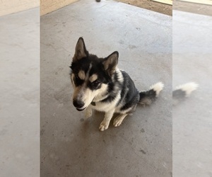 Siberian Cocker Puppy for sale in PEORIA, AZ, USA