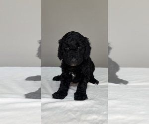 Goldendoodle Puppy for sale in DECATUR, IN, USA