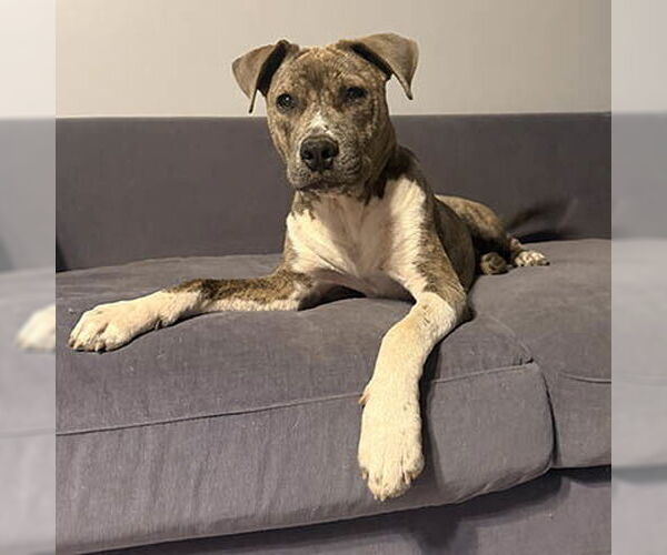 Medium Photo #4 Retriever -Unknown Mix Puppy For Sale in Lake Wylie, SC, USA