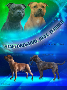 Medium Photo #1 Staffordshire Bull Terrier Puppy For Sale in ORMOND BEACH, FL, USA