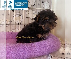 Yorkshire Terrier Puppy for sale in WINNSBORO, LA, USA