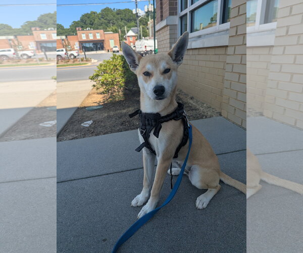 Medium Photo #4 Labrador Retriever-Shiba Inu Mix Puppy For Sale in Calhoun, GA, USA