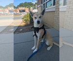 Small #3 Labrador Retriever-Shiba Inu Mix