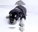 Small German Shepherd Dog
