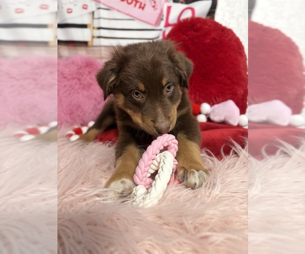 Medium Photo #11 Australian Shepherd Puppy For Sale in NEW BRAUNFELS, TX, USA