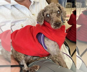 Poodle (Miniature)-Unknown Mix Dogs for adoption in Mundelein, IL, USA