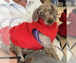 Small Poodle (Miniature) Mix