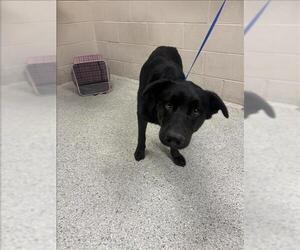 German Shepherd Dog-Unknown Mix Dogs for adoption in Conroe, TX, USA