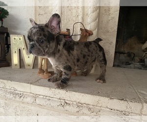 French Bulldog Puppy for sale in MORENO VALLEY, CA, USA