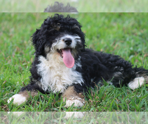 Bernedoodle Puppy for sale in ITASCA, TX, USA