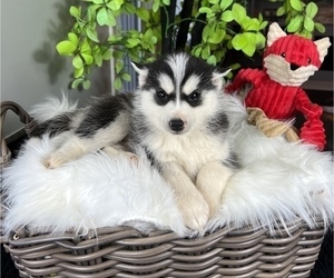 Pomsky Puppy for sale in FRANKLIN, IN, USA