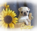 Small Photo #11 Pug Puppy For Sale in ELVERSON, PA, USA