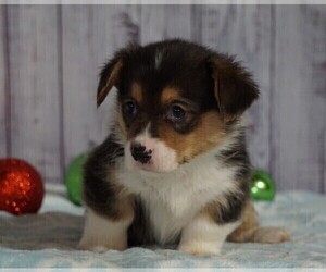 Pembroke Welsh Corgi Puppy for sale in FREDERICKSBG, OH, USA