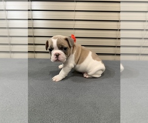 French Bulldog Puppy for sale in LANTON, MO, USA
