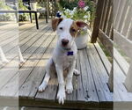 Small #6 American Pit Bull Terrier Mix