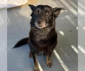 Eureka - Female Mutt Dog for Adoption - Photo #2