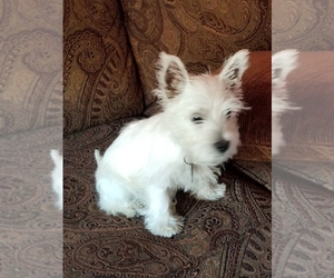 West Highland White Terrier Puppy for sale in BOYNTON BEACH, FL, USA