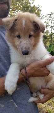 Medium Photo #1 Collie Puppy For Sale in CENTERVILLE, NC, USA