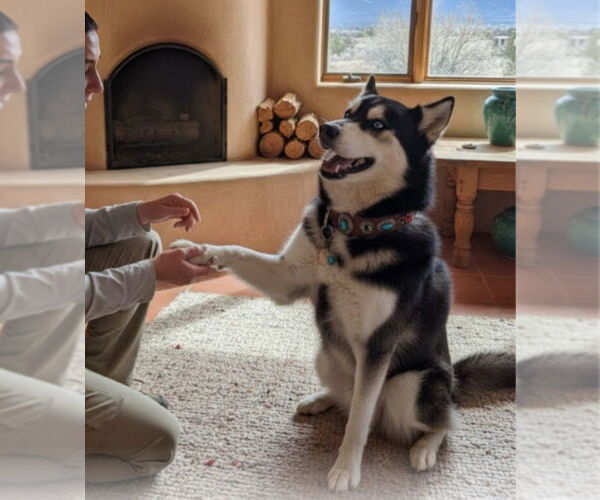 Medium Photo #2 Siberian Husky Puppy For Sale in Pena Blanca, NM, USA