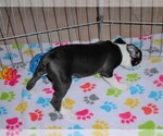 Small Photo #5 Boston Terrier Puppy For Sale in ORO VALLEY, AZ, USA