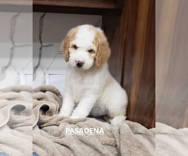Medium Photo #1 Goldendoodle Puppy For Sale in SLIDELL, LA, USA