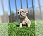 Small #9 French Bulldog