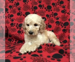 Poodle (Standard) Puppy for Sale in PARKER, Colorado USA
