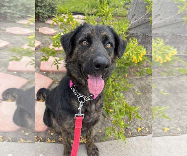 Medium Photo #7 Labrador Retriever-Unknown Mix Puppy For Sale in San Diego, CA, USA