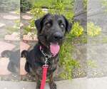 Small #6 Labrador Retriever Mix