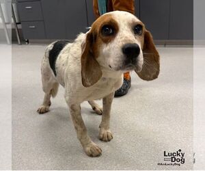 Beagle-Unknown Mix Dogs for adoption in Washington, DC, USA