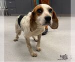 Small Beagle Mix