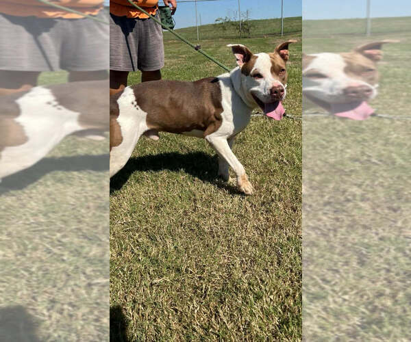 Medium Photo #3 Mutt Puppy For Sale in Abbeville, LA, USA